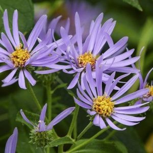 Aster alpino - Aster alpinus