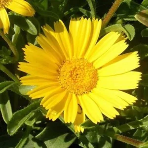 Asterisco - Asteriscus maritimus