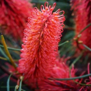 Atizador rojo - Hakea bucculenta