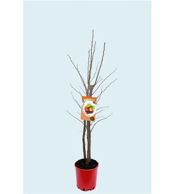 Avellano Tonda di Giffoni - Corylus avellana - Imagen 3