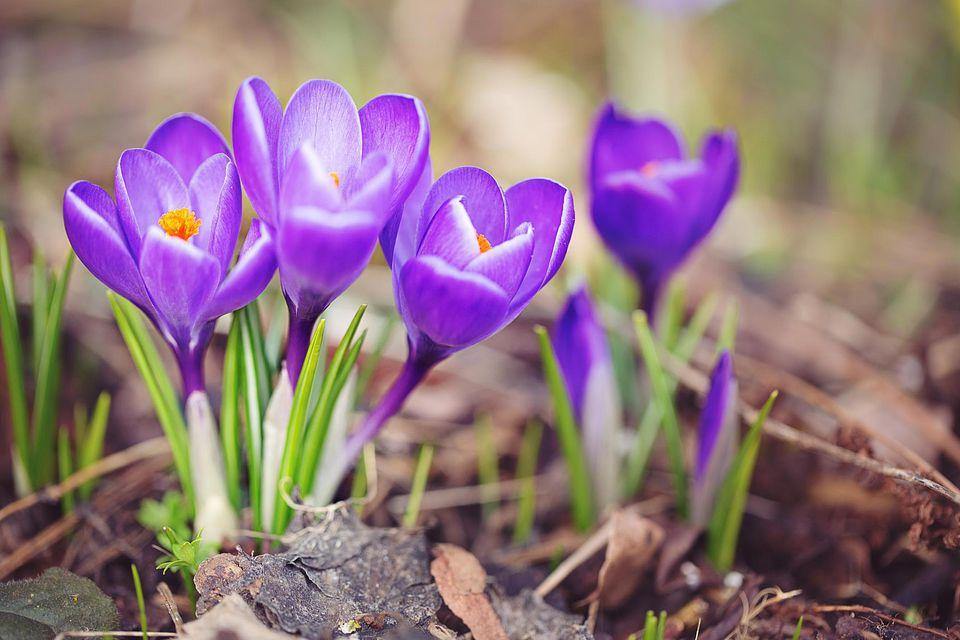 Azafrán - Crocus sativus