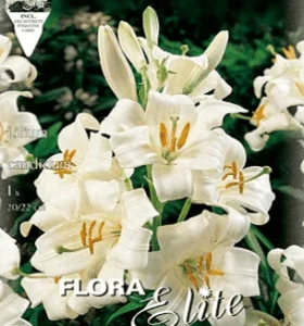 Azucena blanca - Llilium candidum - Bulbo