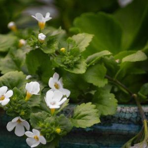 Bacopa - Sutera cordata