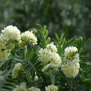 Barba de Júpiter - Anthyllis barba-jovis