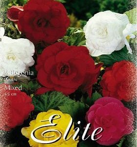 Begonia de flor doble mezcla - Bulbos