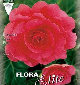 Begonia de flor doble rosa - Bulbos