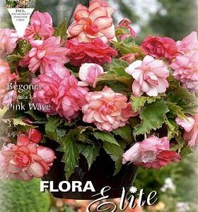 Begonia híbrida botón de rosa - Bulbos