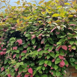 Belleza del Ártico - Actinidia kolomikta