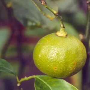 Bergamota - Citrus bergamia