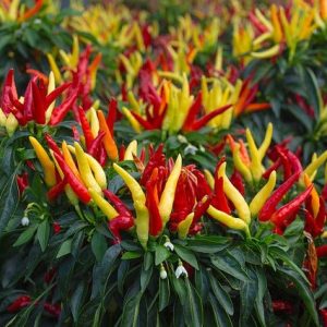 Bicho - Capsicum annuum