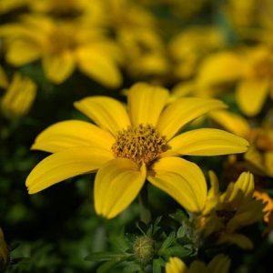 Bidens - Bidens ferulifolia