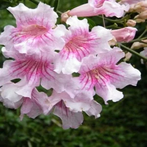 Bignonia rosa - Arbusto de Pandora - Podranea ricasoliana