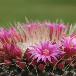 Biznaga espinosa - Mammillaria spinossisima