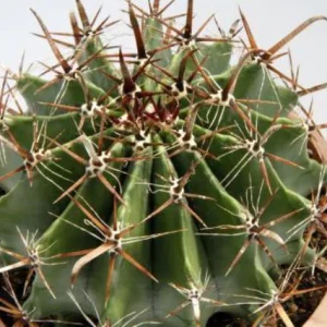 Biznaga Horridus - Ferocactus