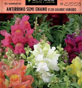 Boca de dragón semi enano flor grande variado - Antirrhinum majus - Semillas - Batlle