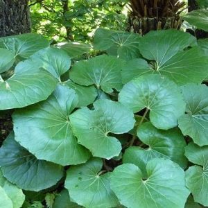 Boina de vasco - Farfugium japonicum - Ligularia tussilaginea