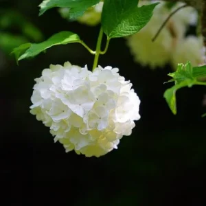 Bola de nieve Roseum - Viburnum opulus roseum