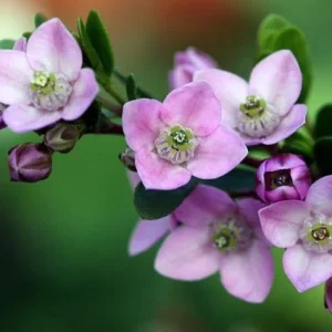 Boronia Crenulata