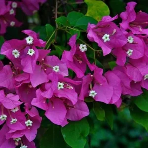 Buganvilla Spectabilis - Bougainvillea