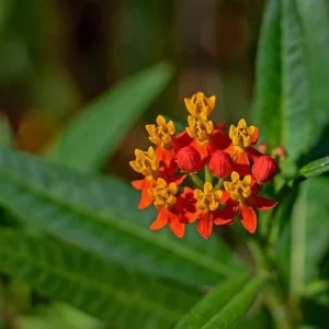 Burladora - Asclepias curassavica