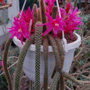 Cactus cola de rata - Aporocactus flagelliformis