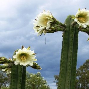 Cactus de san Pedro - Echinopsis pachanoi
