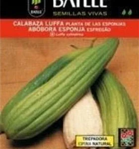 Calabaza Lufa lisa - Luffa aegyptiaca - Semillas - Batlle