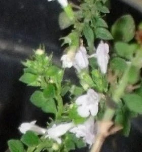 Calaminta - Calamintha nepeta - Albahaca silvestre - Semillas