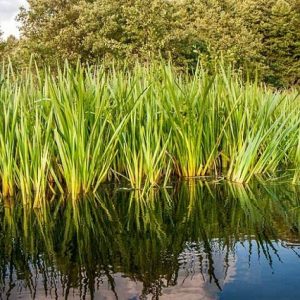 Cálamo aromático - Acorus calamus
