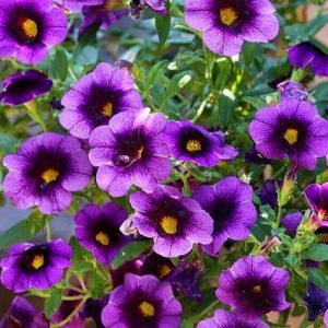 Calibrachoa