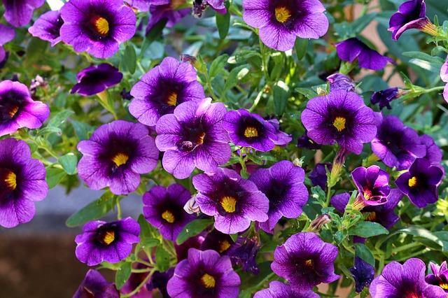Calibrachoa - Imagen 2