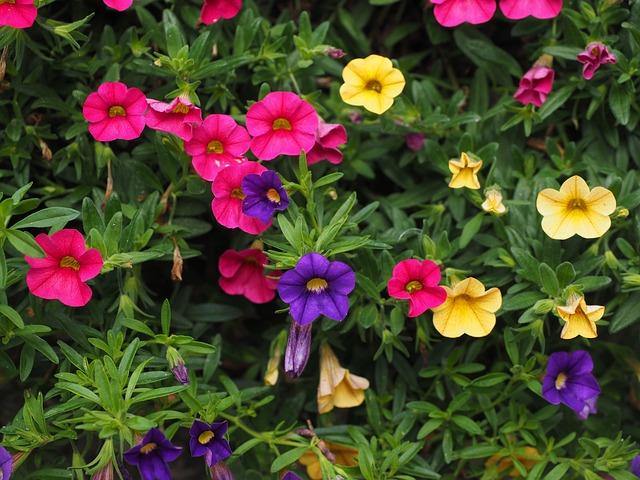 Calibrachoa - Imagen 3