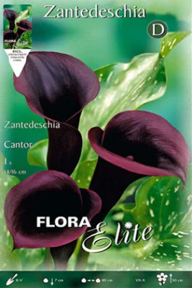 Calla negra schwarzwalder - Lirio de agua - Zantedeschia - Bulbos