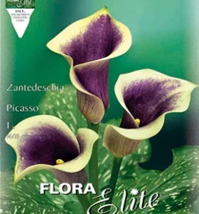 Calla picasso violeta - Lirio de agua - Zantedeschia - Bulbos