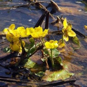 Calta palustre - Caltha palustris - Caléndula acuática
