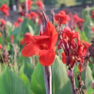Caña india - Canna indica