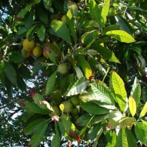Canistel - Pouteria Campechiana - Zapote amarillo