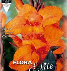 Canna naranja hoja oscura - Bulbos