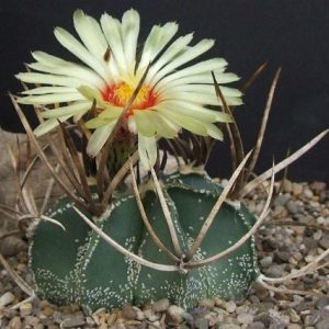 Capricornio - Astrophytum capricorne