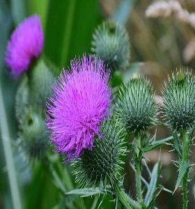 Cardo lechero - Cynara cardunculus