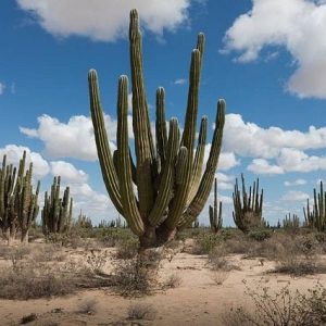 Cardón gigante - Pachycereus pringlei
