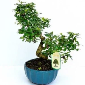 Carmona - Carmona microphylla - Bonsai