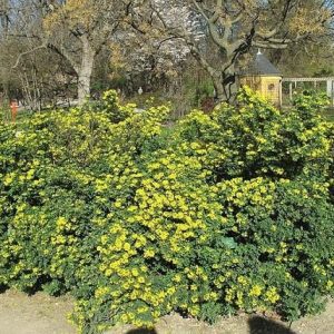 Carolina del jardín - Coronilla - Coronilla valentina Glauca