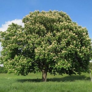 Castaño de indias - Aesculus hippocastanum