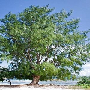 Casuarina - Casuarina equisetifolia