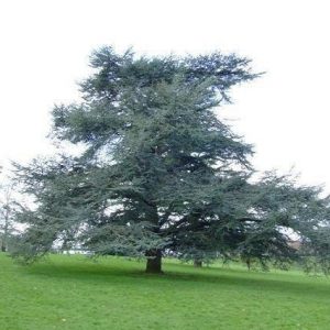 Cedro azul del Atlas - Cedrus atlantica glauca