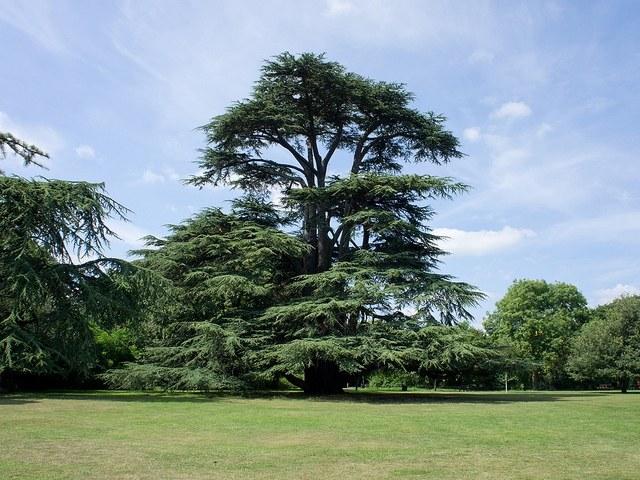 Cedro del Líbano - Cedrus libani - Imagen 4