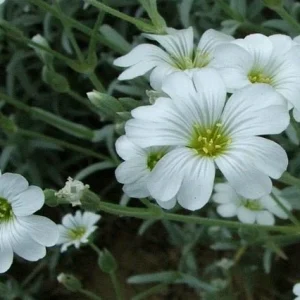 Cerastio - Cerastium tomentosum