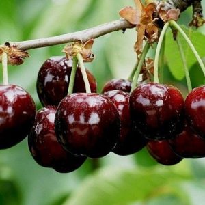 Cerezo Burlat - Prunus avium