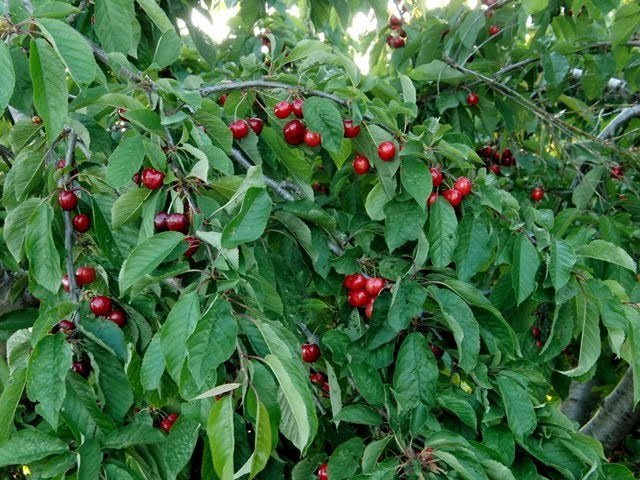 Cerezo Burlat - Prunus avium - Imagen 3